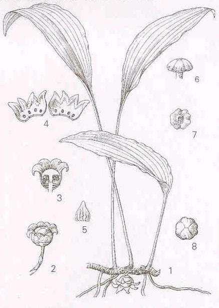 Aspidistra lurida